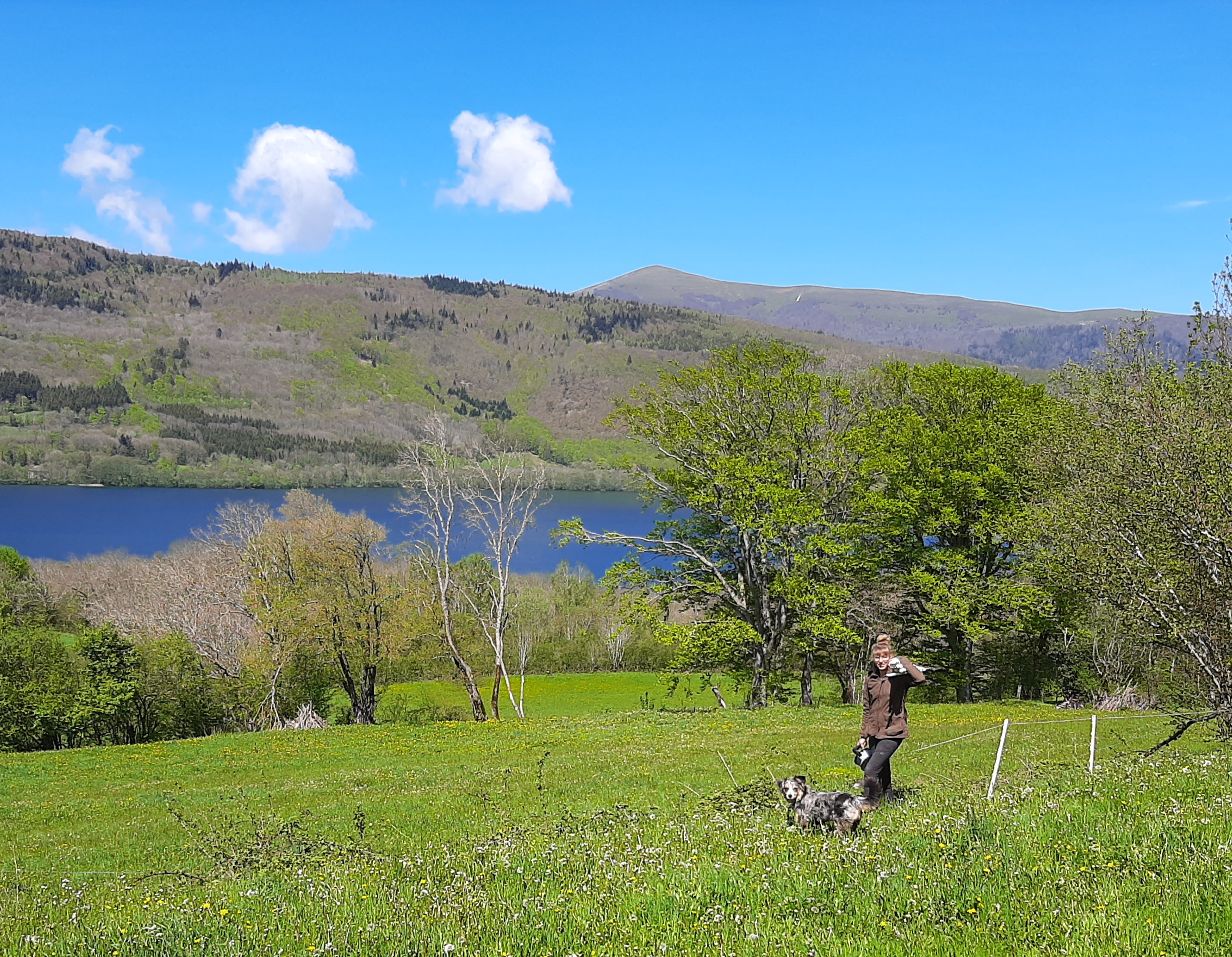 Troupeau GAEC Normand